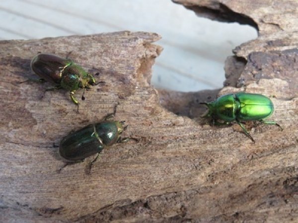 画像4: no.1☆F3☆インスラリスキンイロクワガタ♂♀フリーサイズペア＋♀フリーサイズ計3頭トリオ販売！！ (4)