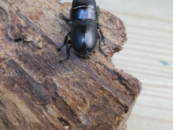 画像3: 稀少種☆WF3☆ブレビスオオクワガタ♂25ミリ♀フリーサイズ新成虫ペア販売！！ (3)