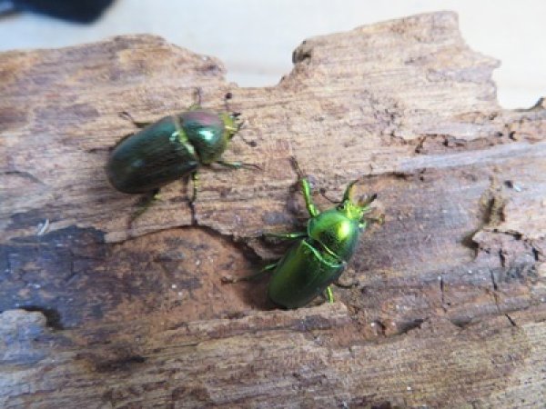 画像4: no.3☆F3☆インスラリスキンイロクワガタ♂♀フリーサイズ新成虫ペア販売！！ (4)