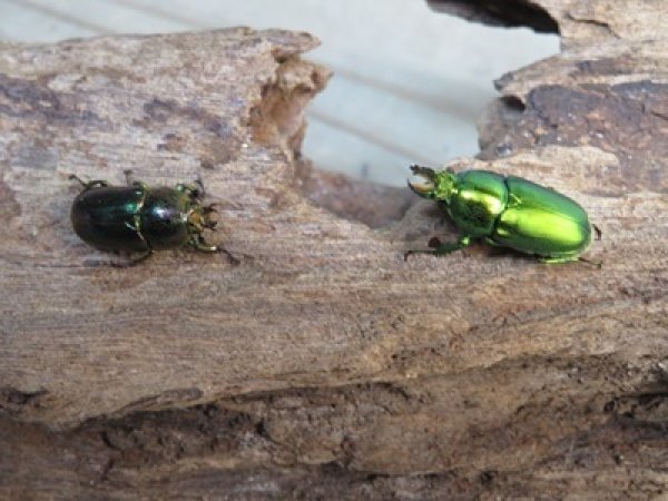 画像4: no.2☆F3☆インスラリスキンイロクワガタ♂♀フリーサイズ新成虫ペア販売！！ (4)