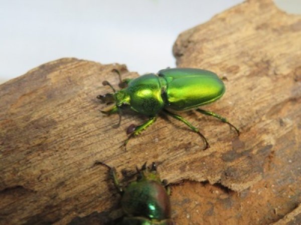 画像1: no.3☆F3☆インスラリスキンイロクワガタ♂♀フリーサイズ新成虫ペア販売！！ (1)