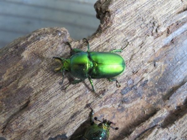 画像2: no.3☆F3☆インスラリスキンイロクワガタ♂♀フリーサイズ新成虫ペア販売！！ (2)