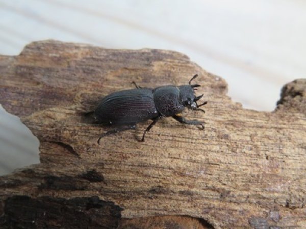 画像4: 稀少種☆WF3☆ブレビスオオクワガタ♂25ミリ♀フリーサイズ新成虫ペア販売！！ (4)