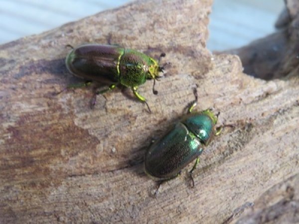 画像3: no.1☆F3☆インスラリスキンイロクワガタ♂♀フリーサイズペア＋♀フリーサイズ計3頭トリオ販売！！ (3)