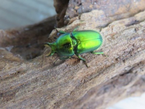 画像2: no.1☆F3☆インスラリスキンイロクワガタ♂♀フリーサイズペア＋♀フリーサイズ計3頭トリオ販売！！ (2)