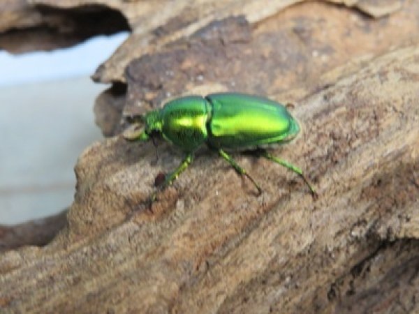 画像1: no.1☆F3☆インスラリスキンイロクワガタ♂♀フリーサイズペア＋♀フリーサイズ計3頭トリオ販売！！ (1)