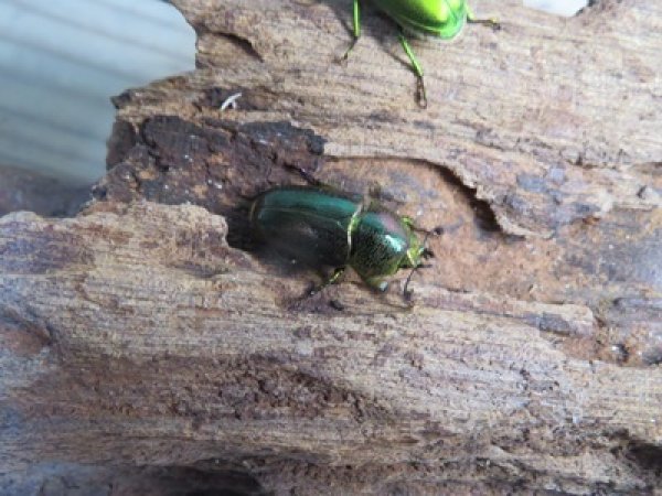 画像3: no.3☆F3☆インスラリスキンイロクワガタ♂♀フリーサイズ新成虫ペア販売！！ (3)