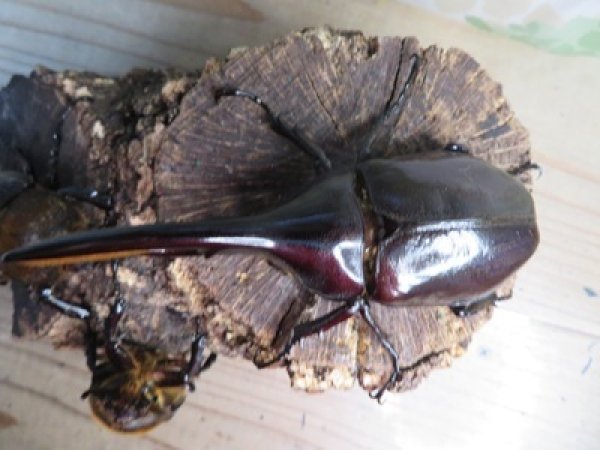 画像2: ☆新成虫☆D.H.ヘラクレス♂113ミリ♀60ミリupペア＋♀60ミリup計3頭セット販売！！ (2)