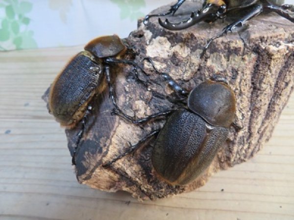 画像4: ☆新成虫☆D.H.ヘラクレス♂115ミリ♀60ミリupペア＋♀60ミリup計3頭セット販売！！ (4)