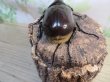 画像3: ☆新成虫☆D.H.ヘラクレス♂113ミリ♀60ミリupペア＋♀60ミリup計3頭セット販売！！ (3)