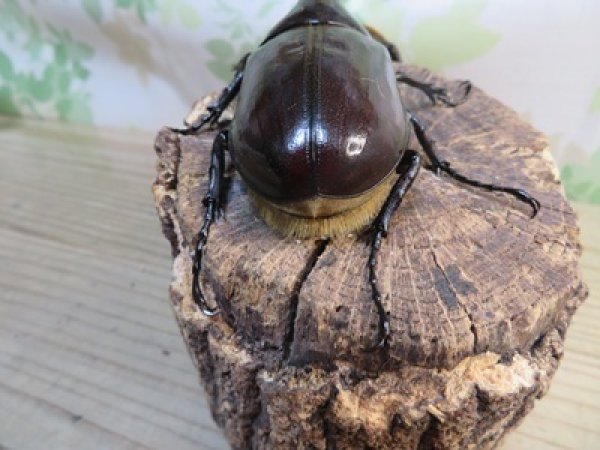 画像3: ☆新成虫☆D.H.ヘラクレス♂113ミリ♀60ミリupペア＋♀60ミリup計3頭セット販売！！ (3)