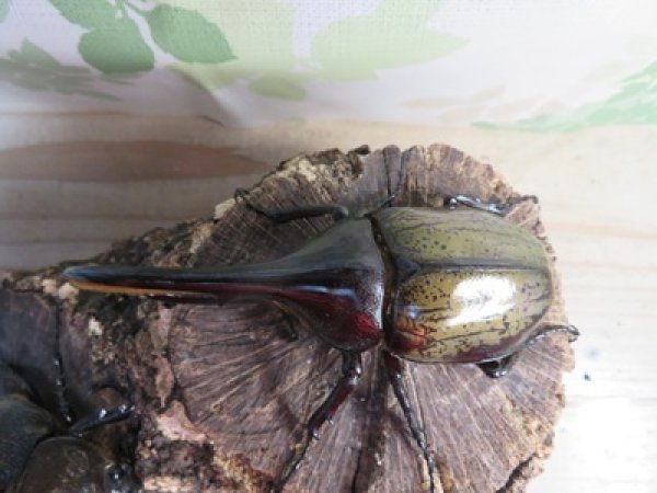 画像2: ☆新成虫☆D.H.ヘラクレス♂108ミリ♀60ミリupペア＋♀60ミリup計3頭セット販売！！ (2)