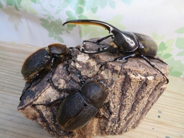 画像5: ☆新成虫☆D.H.ヘラクレス♂115ミリ♀60ミリupペア＋♀60ミリup計3頭セット販売！！ (5)