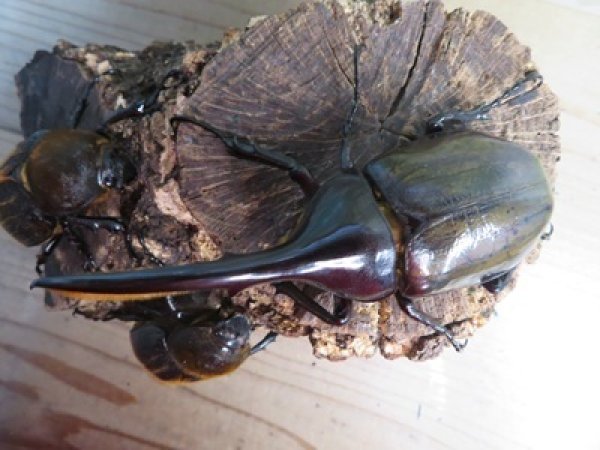 画像2: ☆新成虫☆D.H.ヘラクレス♂115ミリ♀60ミリupペア＋♀60ミリup計3頭セット販売！！ (2)
