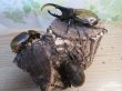 画像5: ☆新成虫☆D.H.ヘラクレス♂108ミリ♀60ミリupペア＋♀60ミリup計3頭セット販売！！ (5)
