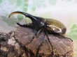画像1: ☆新成虫☆D.H.ヘラクレス♂108ミリ♀60ミリupペア＋♀60ミリup計3頭セット販売！！ (1)