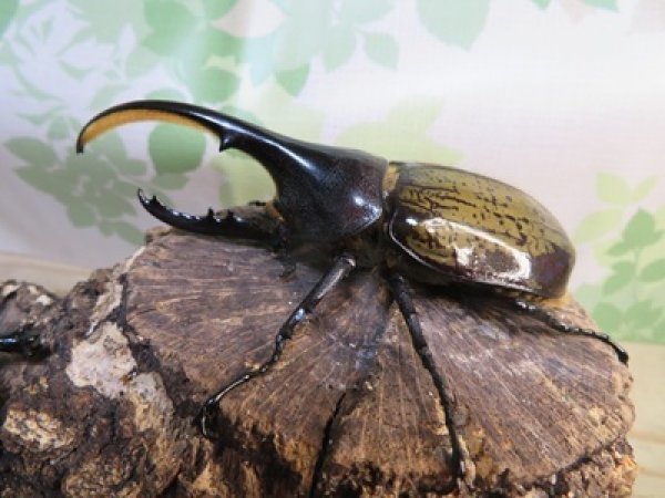 画像1: ☆新成虫☆D.H.ヘラクレス♂108ミリ♀60ミリupペア＋♀60ミリup計3頭セット販売！！ (1)