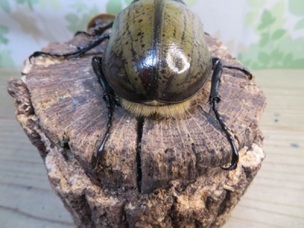 画像3: ☆新成虫☆D.H.ヘラクレス♂108ミリ♀60ミリupペア＋♀60ミリup計3頭セット販売！！ (3)