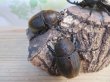 画像4: ☆新成虫☆D.H.ヘラクレス♂108ミリ♀60ミリupペア＋♀60ミリup計3頭セット販売！！ (4)