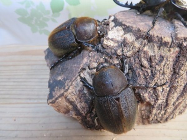 画像4: ☆新成虫☆D.H.ヘラクレス♂108ミリ♀60ミリupペア＋♀60ミリup計3頭セット販売！！ (4)