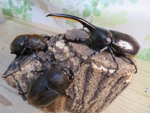 画像5: ☆新成虫☆D.H.ヘラクレス♂113ミリ♀60ミリupペア＋♀60ミリup計3頭セット販売！！ (5)