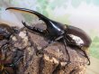 画像1: ☆新成虫☆D.H.ヘラクレス♂113ミリ♀60ミリupペア＋♀60ミリup計3頭セット販売！！ (1)