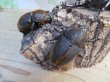 画像4: ☆新成虫☆D.H.ヘラクレス♂113ミリ♀60ミリupペア＋♀60ミリup計3頭セット販売！！ (4)
