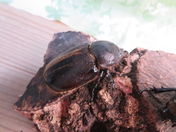 画像4: ☆新成虫☆ネプチューンオオカブト♂60ミリ♀58ミリ別血統ペア販売！！ (4)