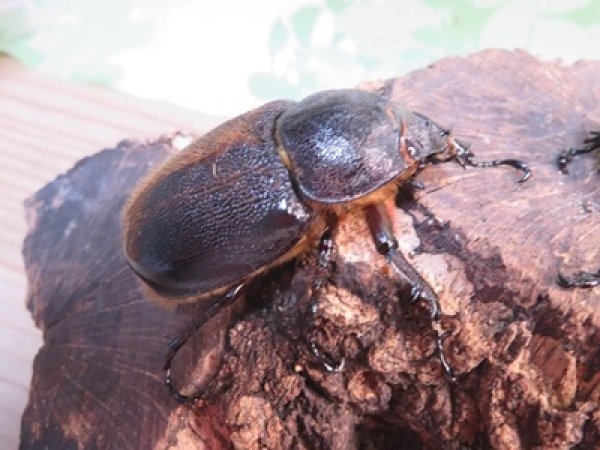画像4: サービス品☆新成虫☆ネプチューンオオカブト♂-A´63ミリ♀57ミリペア販売！！ (4)