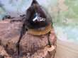 画像3: ☆美形新成虫☆ネプチューンオオカブト♂134ミリ♀64ミリペア＋♀62ミリ計3頭トリオ販売！！ (3)