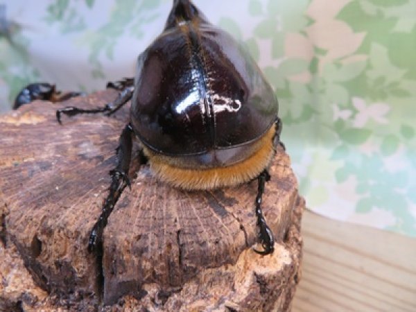 画像3: ☆美形新成虫☆ネプチューンオオカブト♂134ミリ♀64ミリペア＋♀62ミリ計3頭トリオ販売！！ (3)