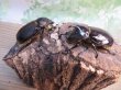 画像5: ☆新成虫☆ネプチューンオオカブト♂60ミリ♀58ミリ別血統ペア販売！！ (5)