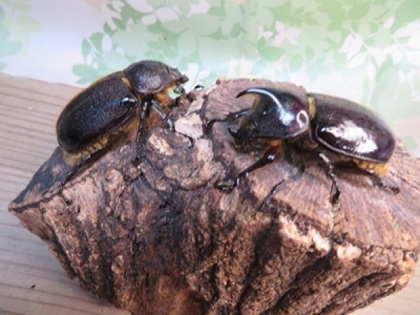 画像5: ☆新成虫☆ネプチューンオオカブト♂60ミリ♀58ミリ別血統ペア販売！！ (5)