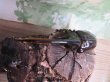 画像2: ☆美形新成虫☆ネプチューンオオカブト♂134ミリ♀64ミリペア＋♀62ミリ計3頭トリオ販売！！ (2)