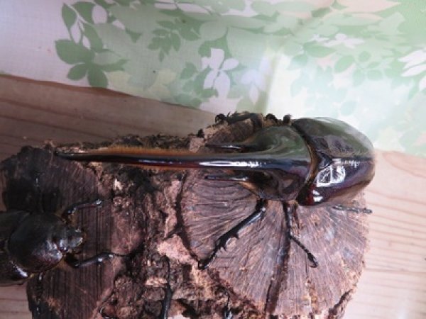 画像2: ☆美形新成虫☆ネプチューンオオカブト♂134ミリ♀64ミリペア＋♀62ミリ計3頭トリオ販売！！ (2)