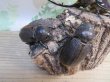 画像4: ☆美形新成虫☆ネプチューンオオカブト♂134ミリ♀64ミリペア＋♀62ミリ計3頭トリオ販売！！ (4)