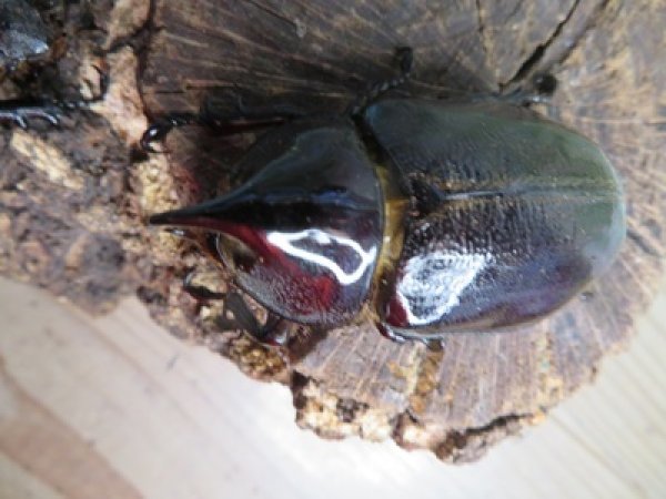 画像2: ☆新成虫☆ネプチューンオオカブト♂60ミリ♀58ミリ別血統ペア販売！！ (2)