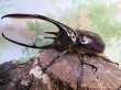 画像1: ☆美形新成虫☆ネプチューンオオカブト♂134ミリ♀64ミリペア＋♀62ミリ計3頭トリオ販売！！ (1)