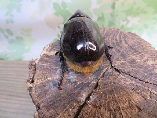 画像3: ☆新成虫☆ネプチューンオオカブト♂60ミリ♀58ミリ別血統ペア販売！！ (3)