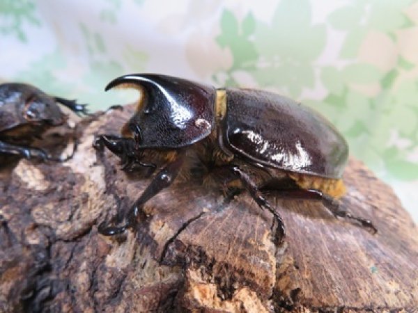 画像1: ☆新成虫☆ネプチューンオオカブト♂60ミリ♀58ミリ別血統ペア販売！！ (1)