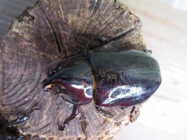 画像2: サービス品☆新成虫☆ネプチューンオオカブト♂-A´63ミリ♀57ミリペア販売！！ (2)