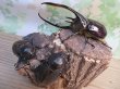 画像5: ☆美形新成虫☆ネプチューンオオカブト♂134ミリ♀64ミリペア＋♀62ミリ計3頭トリオ販売！！ (5)