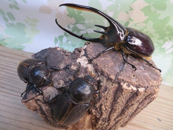 画像5: ☆美形新成虫☆ネプチューンオオカブト♂134ミリ♀64ミリペア＋♀62ミリ計3頭トリオ販売！！ (5)