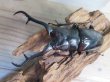 画像2: ☆新成虫☆ギラファノコギリクワガタ（亜種ダイスケ）♂109ミリ♀45ミリペア販売！！ (2)