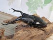 画像1: ☆新成虫☆ギラファノコギリクワガタ（亜種ダイスケ）♂109ミリ♀45ミリペア販売！！ (1)