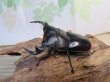 画像1: ☆新成虫☆アンタエウスオオクワガタ（ライチャウ）♂71ミリ♀47ミリペア販売！！ (1)