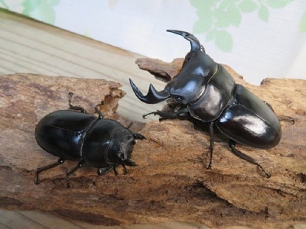 画像5: ☆新成虫☆アンタエウスオオクワガタ（ライチャウ）♂71ミリ♀47ミリペア販売！！ (5)