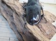 画像3: ☆新成虫☆ギラファノコギリクワガタ（亜種ダイスケ）♂109ミリ♀45ミリペア販売！！ (3)