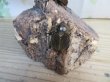 画像4: ☆新成虫☆ベルティペスエボシヒナカブト(コフキカブト)♂♀フリーサイズペア販売！！ (4)