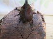 画像3: ☆新成虫☆ベルティペスエボシヒナカブト(コフキカブト)♂♀フリーサイズペア販売！！ (3)